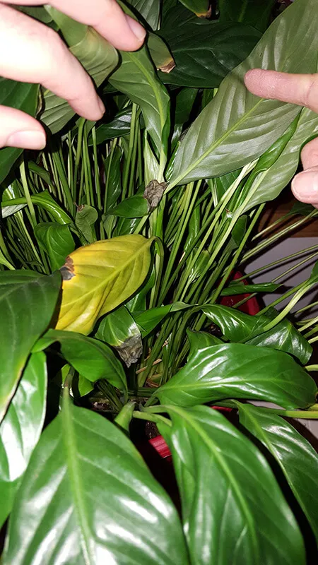 اسپاتی فیومنام علمی: Spathiphyllum
رده‌‌بندی بالاتر: گل‌شیپوریان
گلدان پلاستیکی  Plastic pot,  plastic vase مجموعه تولیدی سیدوس ,تولید کننده گلدان پلاستیکی سیدوس ,بیش از 120نوع, اعم از گلدان استوانه ای پلاستیکی سیدوس,گلدان الماسی پلاستیکی سیدوس,گلدان مربعی پلاستیکی,گلدان مثلثی پلاستیکی,گلدان گرد پلاستیکی ,باکس مستطیلی,در اندازه های کاکتوسی تا درختچه ای