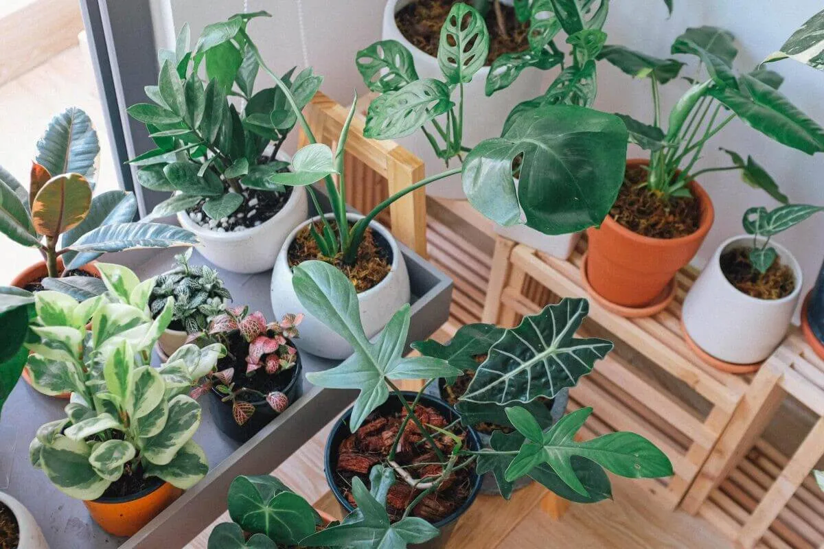 دمای ایده‌آل برای رشد بهتر گیاهان آپارتمانیThe ideal temperature for better growth of houseplants
مجموعه تولیدی سیدوس ,تولید کننده گلدان پلاستیکی سیدوس ,بیش از 120نوع, اعم از گلدان استوانه ای پلاستیکی سیدوس,گلدان الماسی پلاستیکی سیدوس,گلدان مربعی پلاستیکی,گلدان مثلثی پلاستیکی,گلدان گرد پلاستیکی ,باکس مستطیلی,در اندازه های کاکتوسی تا درختچه ای