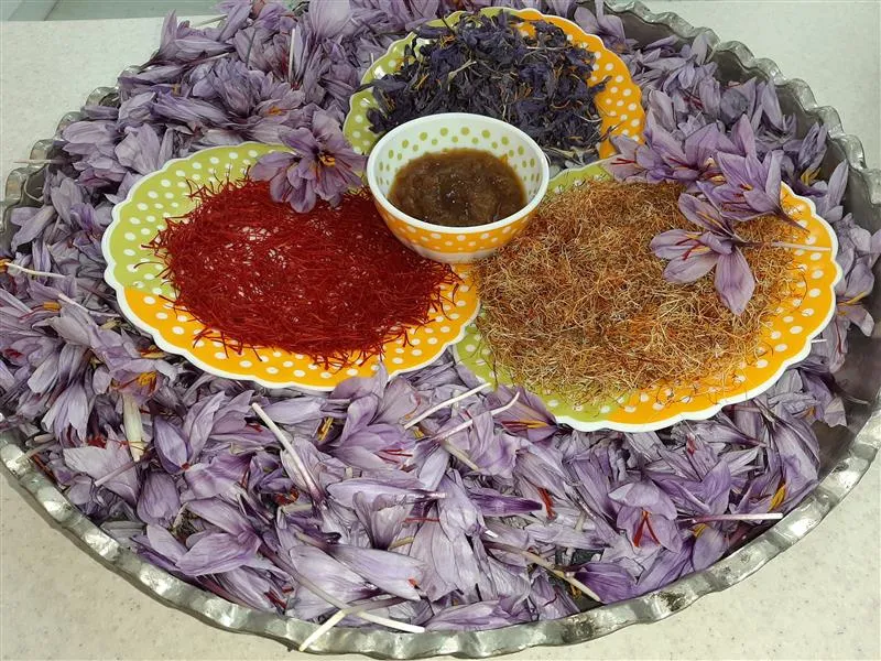 گل زعفران,زعفران سرگل, crocus-sativus, Crocus angustifolius مجموعه تولیدی سیدوس, تولید کننده گلدان پلاستیکی سیدوس 