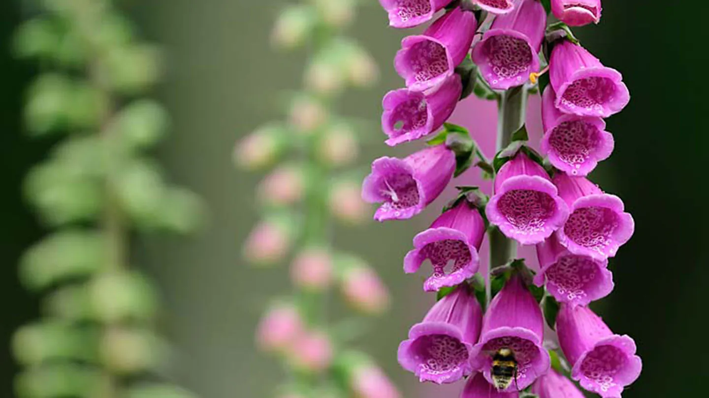 گل انگشتانهpurple-foxgloveladys-glove,DIGITALIS PURPUREA
مجموعه تولیدی سیدوس,تولید کننده گلدان پلاستیکی سیدوس