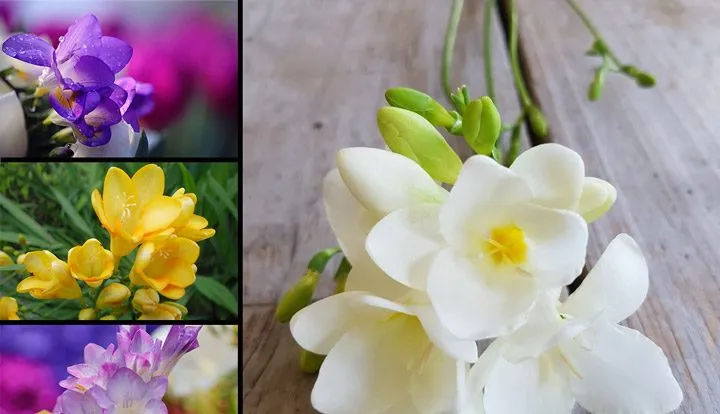گل فریزیا (Freesias) نام علمی: (Fresia)