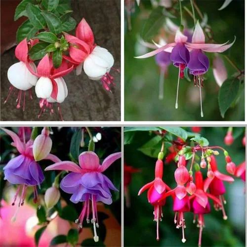 گل گوشواره (Fuchsias)نام علمی: (Fuchsia)