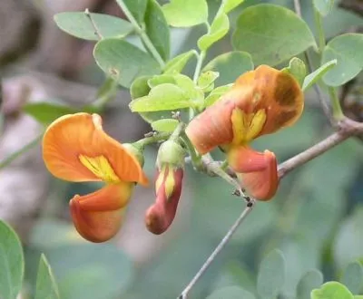 گیاه دغدغکColutea arborescens مجموعه تولیدی سیدوس تولید کننده گلدان پلاستیکی سیدوس