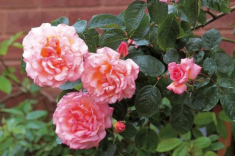 گل های رز رونده, Climbing roses (11 types) مجموعه تولیدی سیدوس ,تولید کننده گلدان پلاستیکی سیدوس