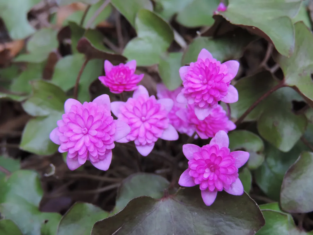 گل هپاتیکا,گل جگرواش, Ranunculaceae ,Hepatica Rubra Plena nobilis مجموعه تولیدی سیدوس تولید کننده گلدان پلاستیکی سیدوس