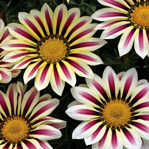 گل گازانیاGazania pinnata Gazania Rigens مجموعه تولیدی سیدوس تولید کننده گلدان پلاستیکی سیدوس