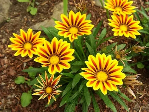 گل گازانیاGazania pinnata Gazania Rigens مجموعه تولیدی سیدوس تولید کننده گلدان پلاستیکی سیدوس