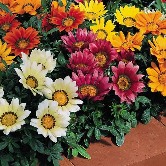 گل گازانیاGazania pinnata Gazania Rigens مجموعه تولیدی سیدوس تولید کننده گلدان پلاستیکی سیدوس