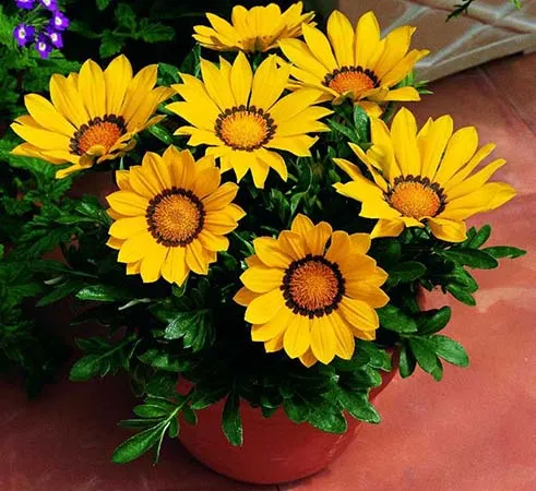 گل گازانیاGazania pinnata Gazania Rigens مجموعه تولیدی سیدوس تولید کننده گلدان پلاستیکی سیدوس