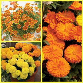 گل اشرفی calendula