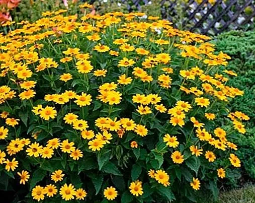Biddy leaf sunflower and Sidoos plastic vase گل آفتابگردان برگ بیدی وگلدان پلاستیکی سیدوس
