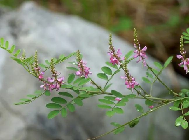 گل درختچه نیل,وسمه, ویستریاGenus Indigofera flower,Fabaceae, مجموعه تولیدی سیدوس تولید کننده گلدان پلاستیکی سیدوس
