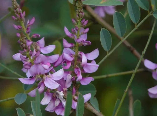 گل درختچه نیل,وسمه, ویستریاGenus Indigofera flower,Fabaceae, مجموعه تولیدی سیدوس تولید کننده گلدان پلاستیکی سیدوس