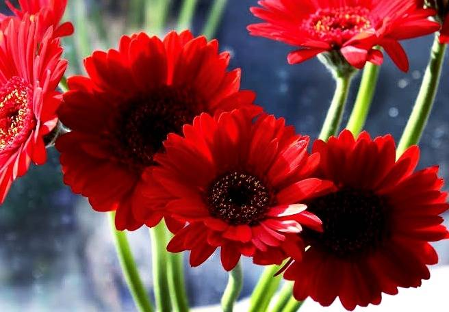 گل-ژربراgerbera flower