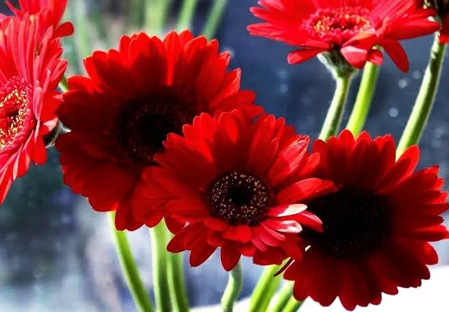 گل-ژربراgerbera flower