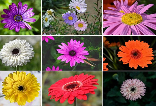 gerbera flower, "GERBERA JAMESONII"گل ژربرا,