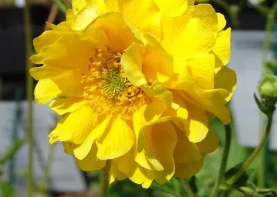 گل ژئوم نام یک گونه از تیره گلسرخیان است. ویکی‌پدیا نام علمی: Geum quellyon مجموعه تولیدی سیدوس تولید کننده گلدان پلاستیکی سیدوس