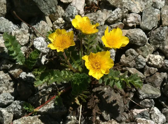 گل ژئوم نام یک گونه از تیره گلسرخیان است. ویکی‌پدیا نام علمی: Geum quellyon مجموعه تولیدی سیدوس تولید کننده گلدان پلاستیکی سیدوس