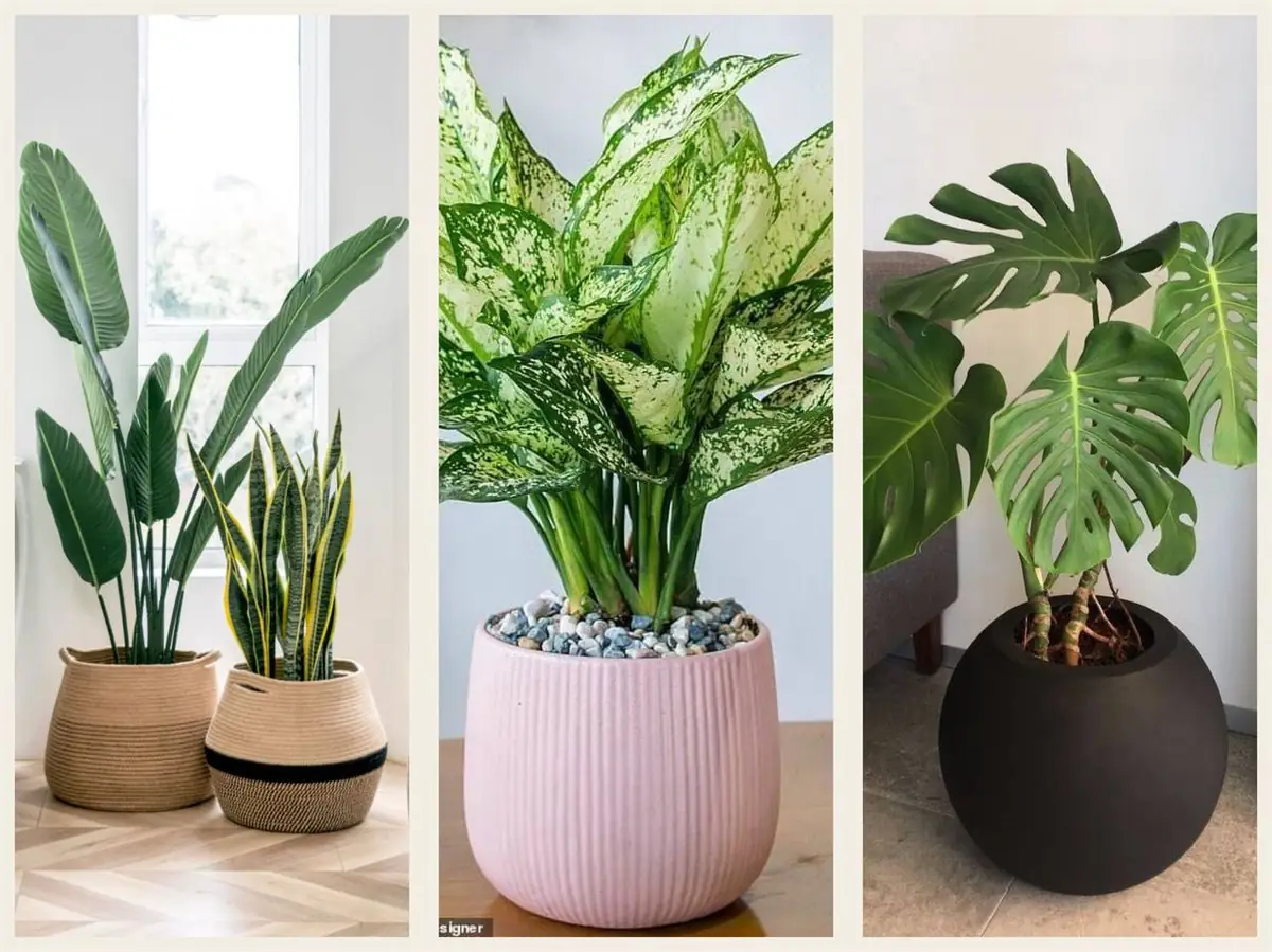خرید گیاهان و7نکته کلیدی در این موردBuying Plants and 7 Key Points
مجموعه تولیدی سیدوس ,تولید کننده گلدان پلاستیکی سیدوس ,بیش از 120نوع, اعم از گلدان استوانه ای پلاستیکی سیدوس,گلدان الماسی پلاستیکی سیدوس,گلدان مربعی پلاستیکی,گلدان مثلثی پلاستیکی,گلدان گرد پلاستیکی ,باکس مستطیلی,در اندازه های کاکتوسی تا درختچه ای