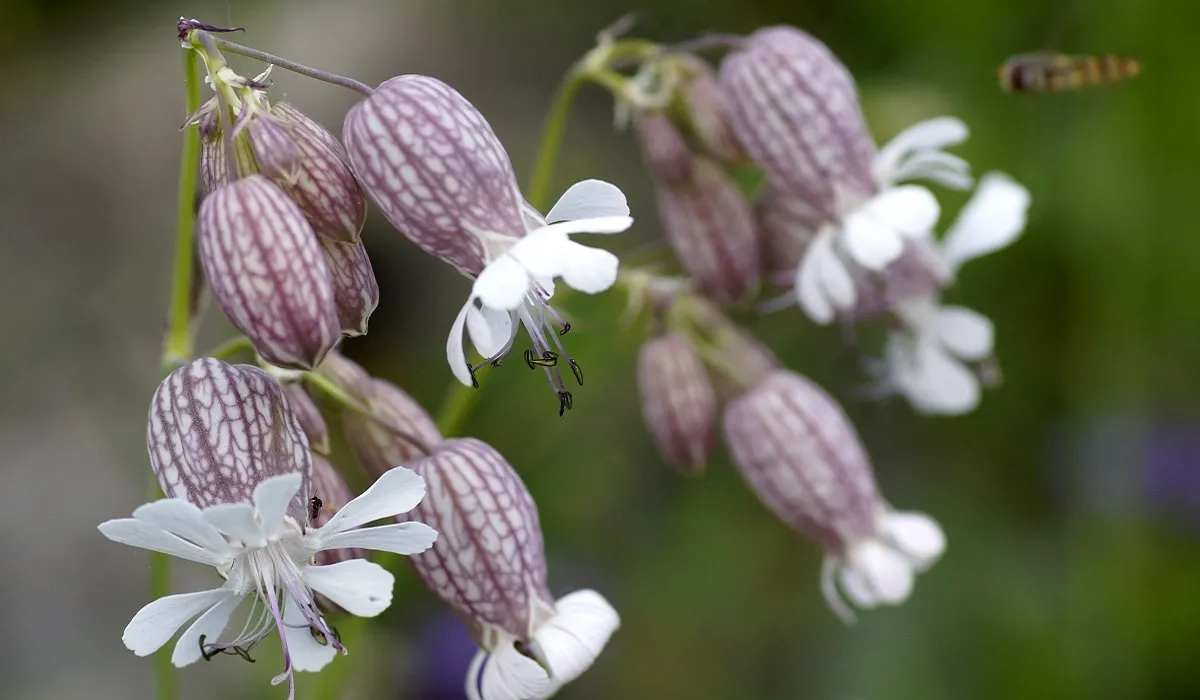 سیلن بادکنکیSilene vulgaris (Moench) Garcke مجموعه تولیدی سیدوس تولید کننده گلدان پلاستیکی سیدوس