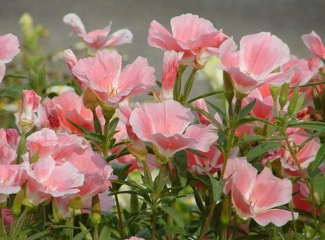گل ریحانی با نام علمی (Clarkia grandiflora)مجموعه تولیدی سیدوس تولید کننده گلدان پلاستیکی سیدوس