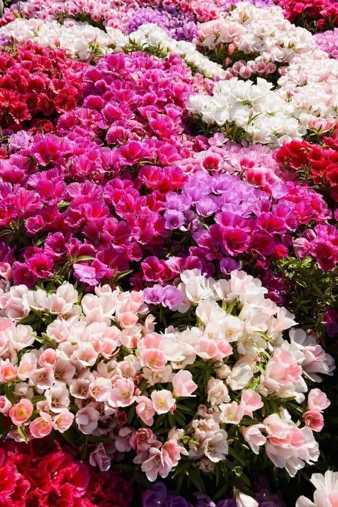 گل ریحانی با نام علمی (Clarkia grandiflora)مجموعه تولیدی سیدوس تولید کننده گلدان پلاستیکی سیدوس