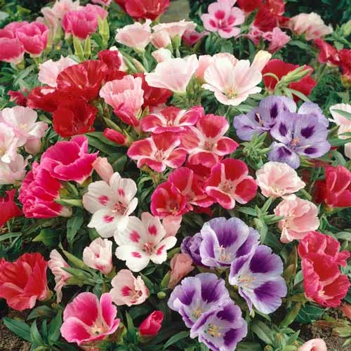 گل ریحانی با نام علمی (Clarkia grandiflora)مجموعه تولیدی سیدوس تولید کننده گلدان پلاستیکی سیدوس