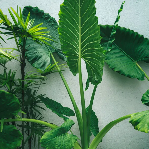 گیاهان آپارتمانی برگ پهن Broadleaf houseplants مجموعه تولیدی سیدوس ,تولید کننده گلدان پلاستیکی سیدوس ,بیش از 120نوع, اعم از گلدان استوانه ای پلاستیکی سیدوس,گلدان الماسی پلاستیکی سیدوس,گلدان مربعی پلاستیکی,گلدان مثلثی پلاستیکی,گلدان گرد پلاستیکی ,باکس مستطیلی,در اندازه های کاکتوسی تا درختچه ای