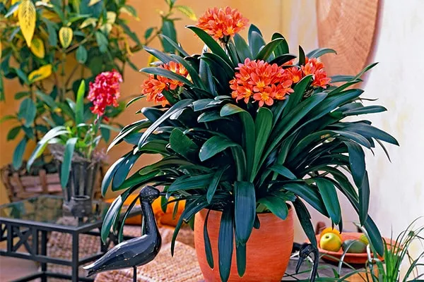گل خورشیدی با نام انگلیسی Kaffir Lily یا Bush lily و نام علمی Clivia miniata شناخته می شود. این گل زیبا از خانواده ی Amaryllidacea بوده و موطن اصلی آن آفریقای جنوبی استگل خورشیدی در گلدان پلاستیکی سیدوس بسیار جذاب است.