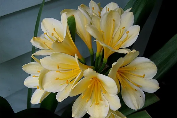 گل خورشیدی با نام انگلیسی Kaffir Lily یا Bush lily و نام علمی Clivia miniata شناخته می شود. این گل زیبا از خانواده ی Amaryllidacea بوده و موطن اصلی آن آفریقای جنوبی استگل خورشیدی در گلدان پلاستیکی سیدوس بسیار جذاب است.
