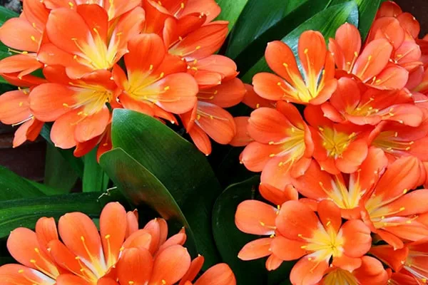 گل خورشیدی با نام انگلیسی Kaffir Lily یا Bush lily و نام علمی Clivia miniata شناخته می شود. این گل زیبا از خانواده ی Amaryllidacea بوده و موطن اصلی آن آفریقای جنوبی استگل خورشیدی در گلدان پلاستیکی سیدوس بسیار جذاب است.