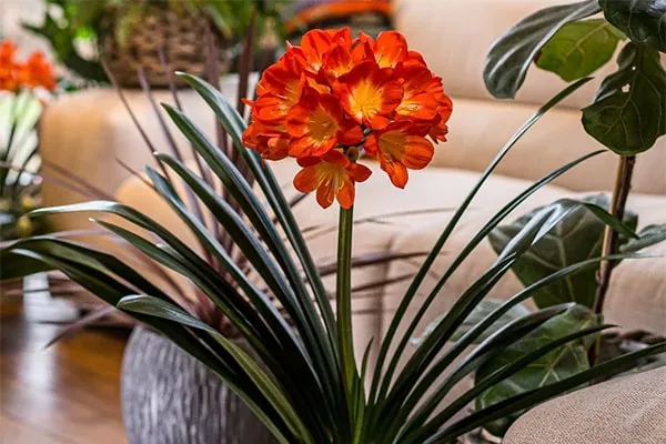 گل خورشیدی با نام انگلیسی Kaffir Lily یا Bush lily و نام علمی Clivia miniata شناخته می شود. این گل زیبا از خانواده ی Amaryllidacea بوده و موطن اصلی آن آفریقای جنوبی استگل خورشیدی در گلدان پلاستیکی سیدوس بسیار جذاب است.