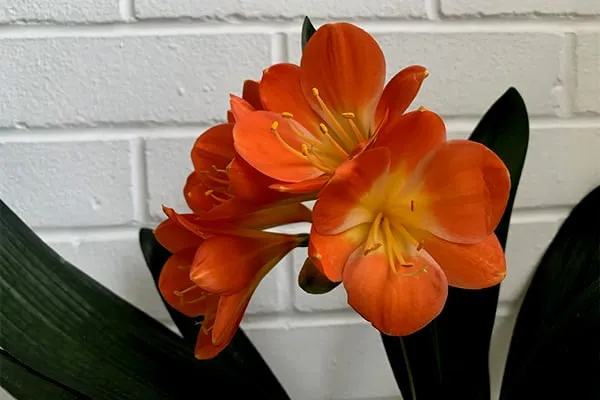 گل خورشیدی با نام انگلیسی Kaffir Lily یا Bush lily و نام علمی Clivia miniata شناخته می شود. این گل زیبا از خانواده ی Amaryllidacea بوده و موطن اصلی آن آفریقای جنوبی استگل خورشیدی در گلدان پلاستیکی سیدوس بسیار جذاب است.
