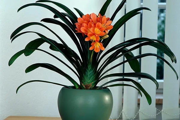 گل خورشیدی با نام انگلیسی Kaffir Lily یا Bush lily و نام علمی Clivia miniata شناخته می شود. این گل زیبا از خانواده ی Amaryllidacea بوده و موطن اصلی آن آفریقای جنوبی استگل خورشیدی در گلدان پلاستیکی سیدوس بسیار جذاب است.