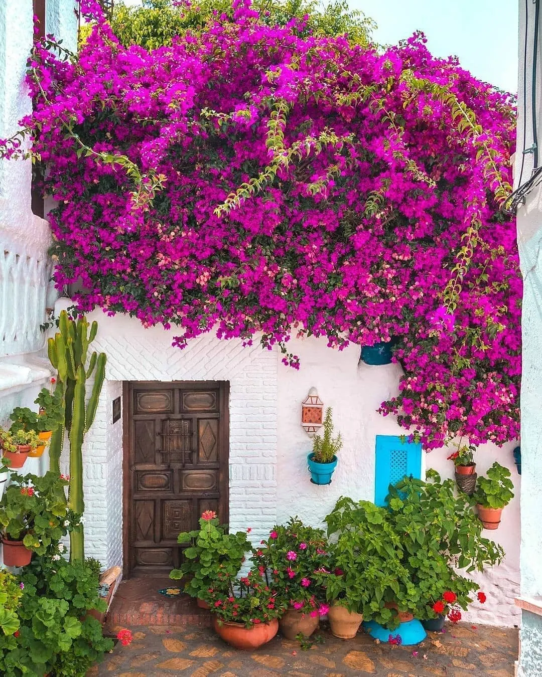 گل های بهاری وتابستانی مناسب باغچه (37گونه)Spring and summer flowers suitable for the garden (37 (species) مجموعه تولیدی سیدوس , تولید کننده گلدان های پلاستیکی سیدوس