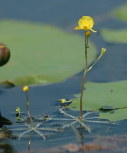 گیاهان گوشتخوار (به انگلیسی: Carnivorous plants )،با فتوسنتز انرژی تولید می‌کنند.مجموعه تولیدی سیدوس ,تولید کننده گلدان پلاستیکی سیدوس ,بیش از 120نوع, اعم از گلدان استوانه ای پلاستیکی سیدوس,گلدان الماسی پلاستیکی سیدوس,گلدان مربعی پلاستیکی,گلدان مثلثی پلاستیکی,گلدان گرد پلاستیکی ,باکس مستطیلی,در اندازه های کاکتوسی تا درختچه ای