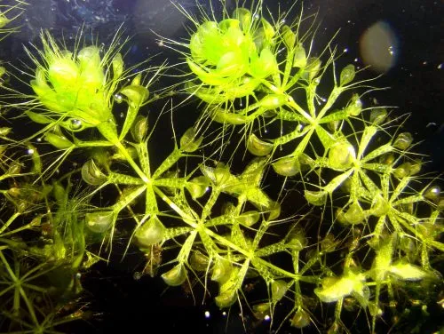 گیاهان گوشتخوار (به انگلیسی: Carnivorous plants )،با فتوسنتز انرژی تولید می‌کنند.مجموعه تولیدی سیدوس ,تولید کننده گلدان پلاستیکی سیدوس ,بیش از 120نوع, اعم از گلدان استوانه ای پلاستیکی سیدوس,گلدان الماسی پلاستیکی سیدوس,گلدان مربعی پلاستیکی,گلدان مثلثی پلاستیکی,گلدان گرد پلاستیکی ,باکس مستطیلی,در اندازه های کاکتوسی تا درختچه ای