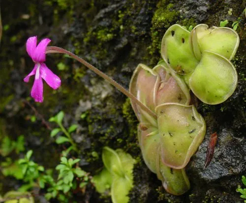گیاهان گوشتخوار (به انگلیسی: Carnivorous plants )،با فتوسنتز انرژی تولید می‌کنند.مجموعه تولیدی سیدوس ,تولید کننده گلدان پلاستیکی سیدوس ,بیش از 120نوع, اعم از گلدان استوانه ای پلاستیکی سیدوس,گلدان الماسی پلاستیکی سیدوس,گلدان مربعی پلاستیکی,گلدان مثلثی پلاستیکی,گلدان گرد پلاستیکی ,باکس مستطیلی,در اندازه های کاکتوسی تا درختچه ای
