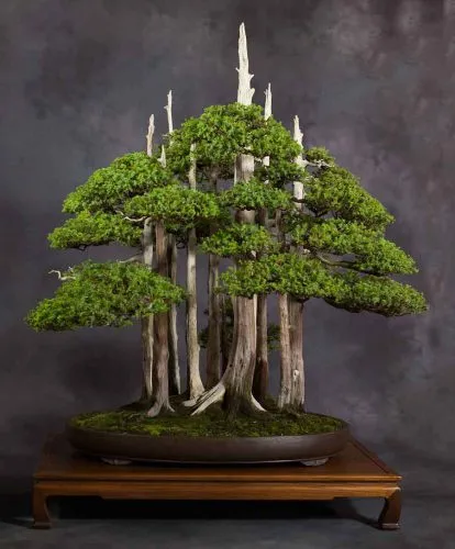 بونسای های عجیب و گرانبها در دنیاStrange and precious bonsai in the world
مجموعه تولیدی سیدوس ,تولید کننده گلدان پلاستیکی سیدوس ,بیش از 120نوع, اعم از گلدان استوانه ای پلاستیکی سیدوس,گلدان الماسی پلاستیکی سیدوس,گلدان مربعی پلاستیکی,گلدان مثلثی پلاستیکی,گلدان گرد پلاستیکی ,باکس مستطیلی,در اندازه های کاکتوسی تا درختچه ای