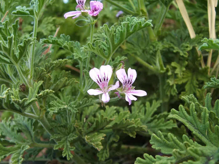 گل ژرانیوم,نام علمی: Geranium maderenseرده‌‌بندی بالاتر: شمعدانیان راسته: شمعدانی‌سانان خانواده: Geraniaceae مجموعه تولیدی گلدان پلاستیکی سیدوس
