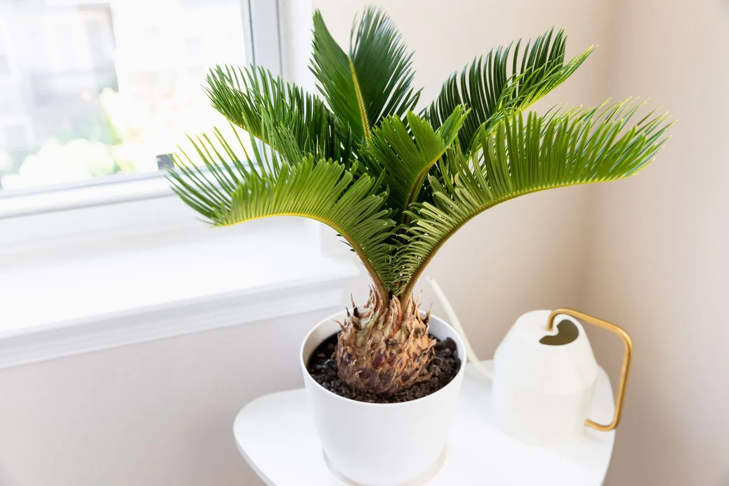 گیاهان آپارتمانی سازگار با محیط کم نور Houseplants adapted to low light environments گلدان پلاستیکی Plastic pot, plastic vase مجموعه تولیدی سیدوس ,تولید کننده گلدان پلاستیکی سیدوس ,بیش از 120نوع, اعم از گلدان استوانه ای پلاستیکی سیدوس,گلدان الماسی پلاستیکی سیدوس,گلدان مربعی پلاستیکی,گلدان مثلثی پلاستیکی,گلدان گرد پلاستیکی ,باکس مستطیلی,در اندازه های کاکتوسی تا درختچه ای