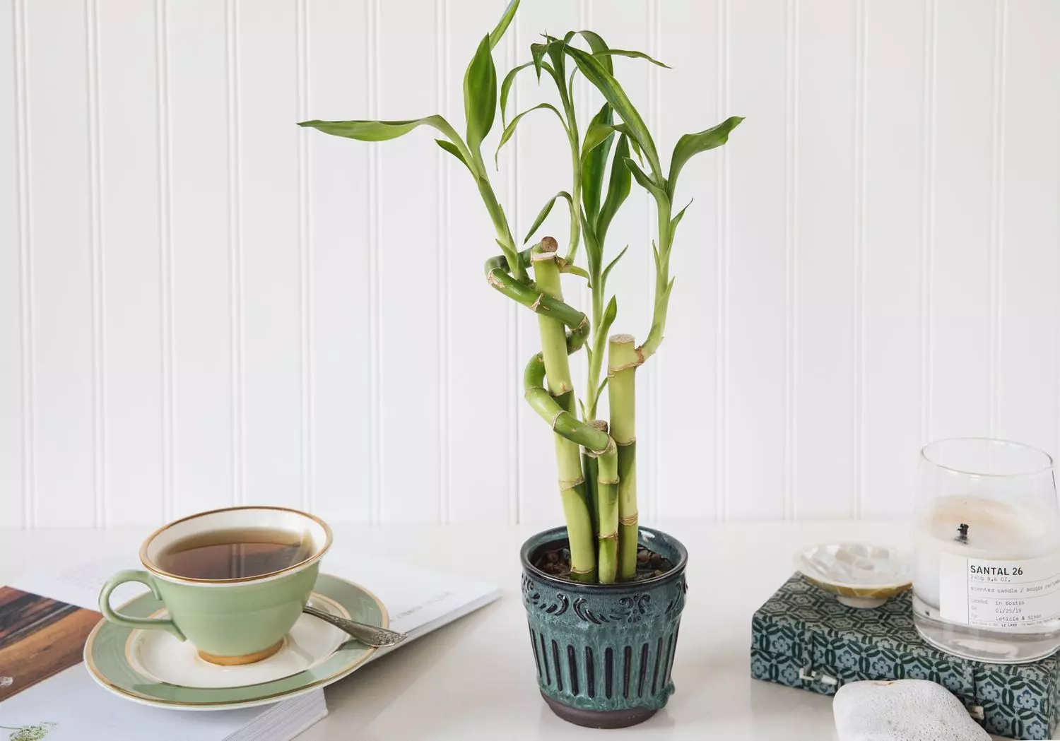 گل وگیاه ثروت سازWealth-making
 flowers and plants (6 types)
مجموعه تولیدی سیدوس,تولید کننده گلدان پلاستیکی سیدوس