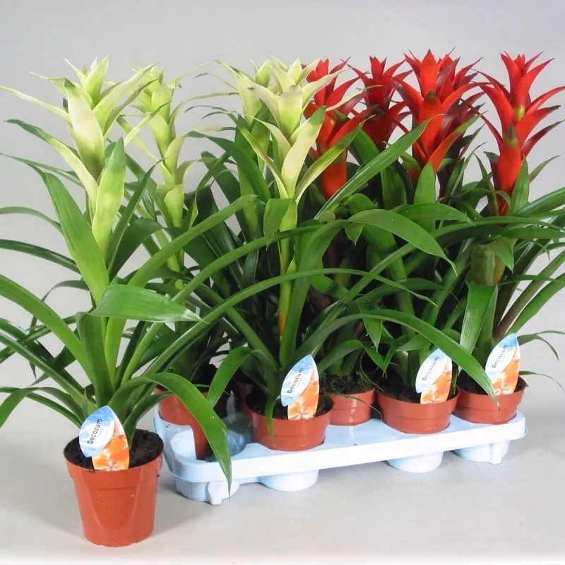 گیاه مناسب دستشویی تاریک و حمامA plant suitable for dark toilets and bathrooms مجموعه تولیدی سیدوس ,تولید کننده گلدان پلاستیکی سیدوس ,بیش از 120نوع, اعم از گلدان استوانه ای پلاستیکی سیدوس,گلدان الماسی پلاستیکی سیدوس,گلدان مربعی پلاستیکی,گلدان مثلثی پلاستیکی,گلدان گرد پلاستیکی ,باکس مستطیلی,در اندازه های کاکتوسی تا درختچه ای