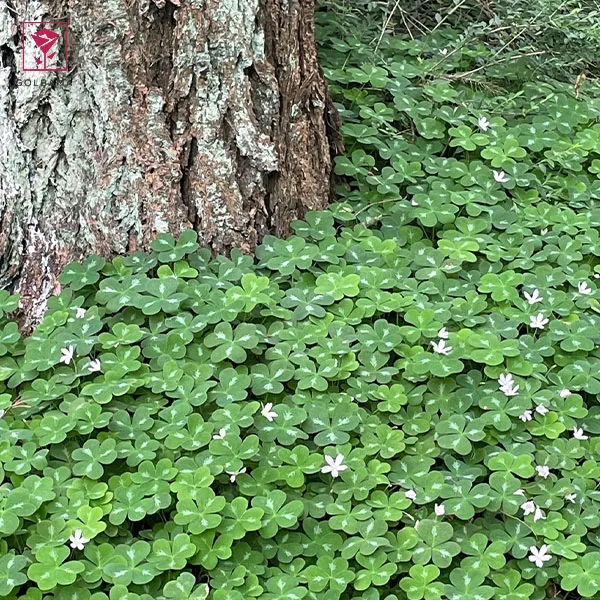 گل شبدر ترشک,گیاه Oxalis corniculata (با نام فارسی شبدر ترشک و نام محلی ترشه واش)مجموعه تولیدی سیدوس تولید کننده گلدان پلاستیکی سیدوس,اعم از استوانه ای,مربعی,سه گوش,گرد,و120مدل گلدان پلاستیکی شکیل
