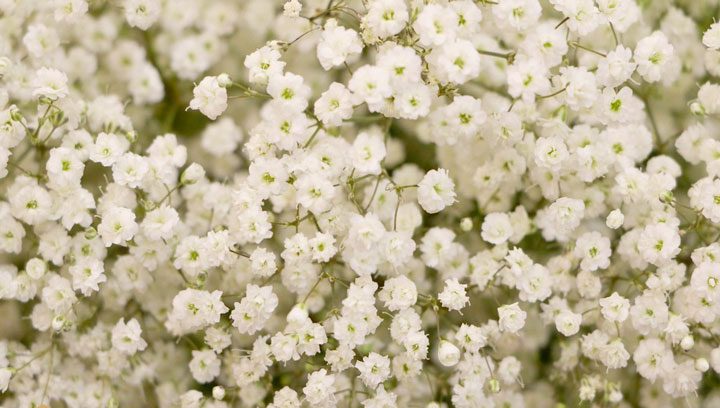 Gypsophila flower,گل ژیپسوفیلا,گل عروس