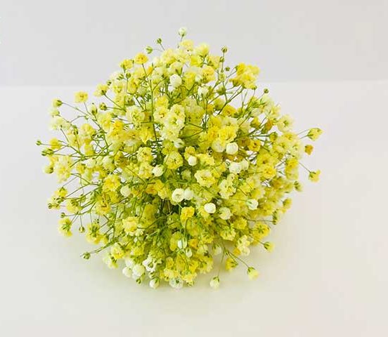 Gypsophila flower,گل ژیپسوفیلا,گل عروس