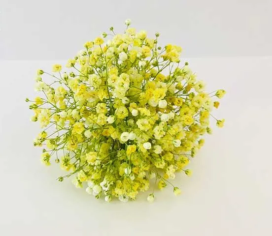 Gypsophila flower,گل ژیپسوفیلا,گل عروس