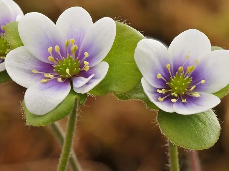 گیاه برگ جگرواش یا گل هپاتیکا امریکانا (Roundleaf Liverleaf)نام علمی: (Hepatica Americana)