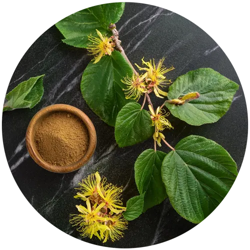 فندق افسونگر (witch hazel) با نام علمی .Hamamelis virginiana L گیاهی با خواص پرشمار استگلدان پلاستیکی  Plastic pot,  plastic vase مجموعه تولیدی سیدوس ,تولید کننده گلدان پلاستیکی سیدوس ,بیش از 120نوع, اعم از گلدان استوانه ای پلاستیکی سیدوس,گلدان الماسی پلاستیکی سیدوس,گلدان مربعی پلاستیکی,گلدان مثلثی پلاستیکی,گلدان گرد پلاستیکی ,باکس مستطیلی,در اندازه های کاکتوسی تا درختچه ای