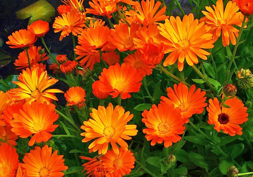 Calendula officinalisگل همیشه بهارمجموعه تولیدی سیدوس تولید کننده گلدان های پلاستیکی رنگی